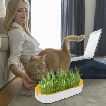 Набор для выращивания кошачьей травы, Блюдо для выращивания домашних кошек, горшок для выращивания гидропонных растений, Ящик для посадки кошачьей травы, Сеялка для выращивания воды